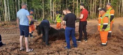 На трассе рабочие спасли лошадь из глины - mur.tv - Пермский край - Соликамск