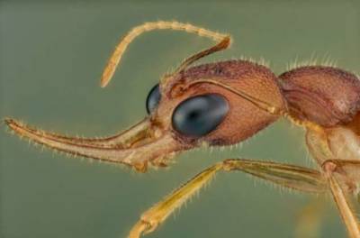 Некоторые муравьи умеют менять размер своего мозга. Для чего они это делают? - chert-poberi.ru - Индия
