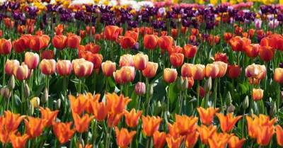 ФОТО. Прямо как в Голландии: Потрясающие поля тюльпанов в Даугмале - lifehelper.one - Голландия