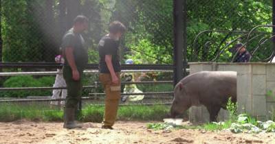 Тапир Сью в Московском зоопарке переехала в летний вольер - mur.tv