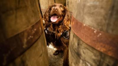 Руководители шотландского завода по производству виски наняли на работу собаку - mur.tv - Шотландия