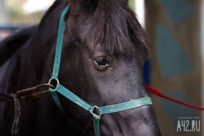 В Кузбассе четырёхлетнего мальчика сбила лошадь - mur.tv - район Таштагольский