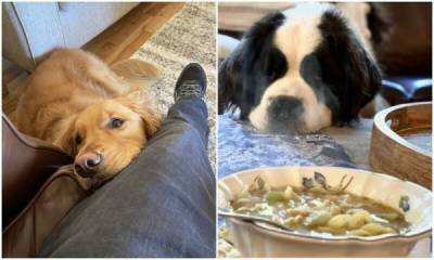 "Хозяин, ну дай": 20+ собак-попрошаек, которые точно выпросят у вас еду - porosenka.net