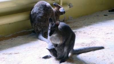 Вести. В белгородском зоопарке родились три детеныша кенгуру - mur.tv - Белгород