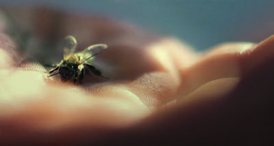 Почему вымирание пчел — проблема для всех нас... - glamour.ru