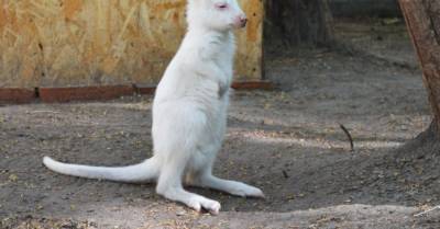 #мимимидня: в русском зоопарке родился кенгуренок-альбинос - wmj.ru