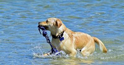 Лето, купание и ваша собака: риски, о которых следует помнить - mur.tv