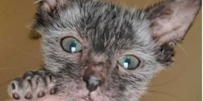 У женщины-кошатницы стал лысеньким котёнок. Ответ ветеринара её шокировал - mur.tv - Usa - штат Мэн
