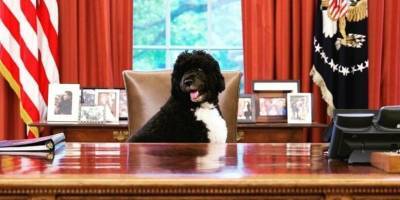 Барак Обама - Вспоминаем Бо: кажется, он был лучшим президентским питомцем в истории США - mur.tv - Сша