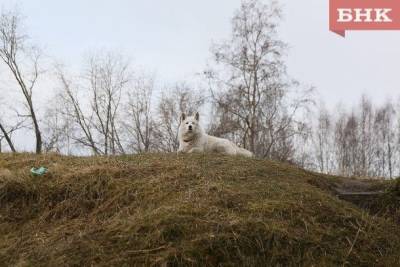 Виктор Бобыря - В столице Коми за три месяца чипировали 73 собак - mur.tv - республика Коми - Сыктывкар