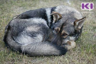 За четыре месяца в Сыктывкаре отловили 73 собак - mur.tv - Сыктывкар