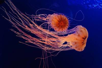 Какими бывают медузы? - lifehelper.one