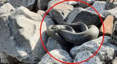 Змеи нападают на жителей Чувашии, есть пострадавшие - mur.tv - республика Чувашия - Чебоксары