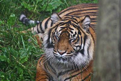 Тигрица растерзала сотрудника зоопарка в Индии - mur.tv - Индия