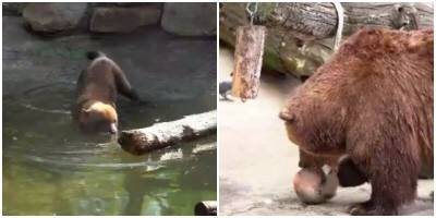 В Московском зоопарке спасают животных от жары - mur.tv - Москва