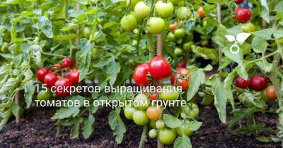 15 секретов выращивания томатов в открытом грунте - sadogorod.club