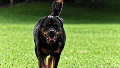 Дачникам дали советы по подготовке собаки к загородным поездкам - mur.tv - Россия