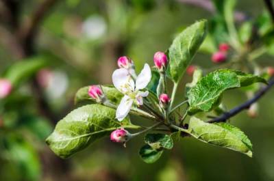 Почему не цветет яблоня – 4 главные причины отсутствия урожая - sadogorod.club