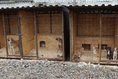 В брянском приюте на Почтовой нашли хозяев для 32 собак - mur.tv - Брянск