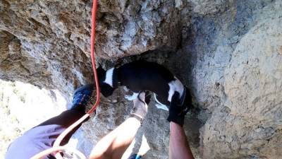 В Судаке упавшую в 20-метровую расщелину собаку спасли альпинисты - mur.tv - республика Крым - Севастополь