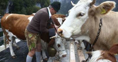 На вакцинацию от COVID-19 в Таиланде заманивают золотом и коровами - mur.tv - Таиланд - Bangkok