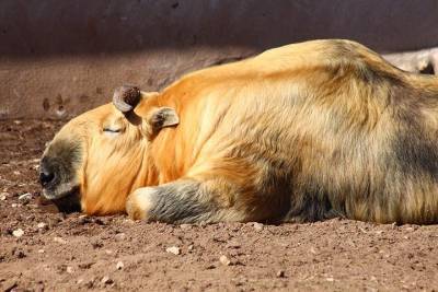 Московский зоопарк показал, как ветеринары ухаживают за такином Мишаней - mur.tv - Китай - Индия - Непал