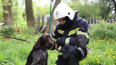 В Орле пожарные спасли жизни собаки и кошки с котятами - mur.tv - Россия