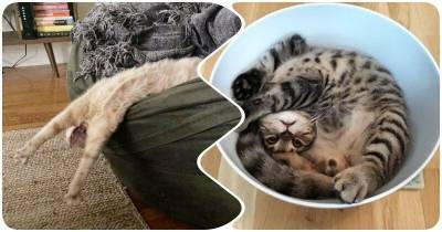 15 ярких примеров того, что коты – жидкая субстанция - mur.tv