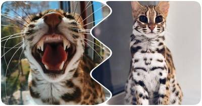 Жизнь с мини-леопардом: изящная азиатская кошка - mur.tv