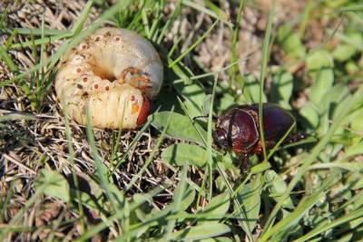 Майский жук: каким растениям угрожает и как бороться с его личинками - sadogorod.club