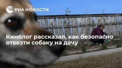 Владимир Голубев - Кинолог рассказал, как безопасно отвезти собаку на дачу - mur.tv - Россия - Москва