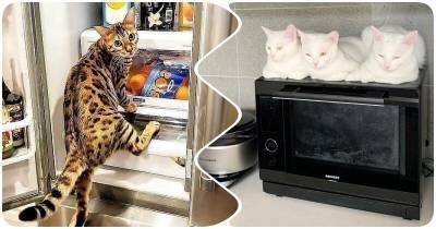 15 веселых кадров с котиками для настроения - mur.tv