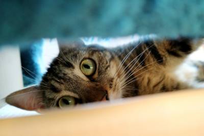 Сколько времени требуется кошке, чтобы привыкнуть к новому дому и хозяевам? - mur.tv