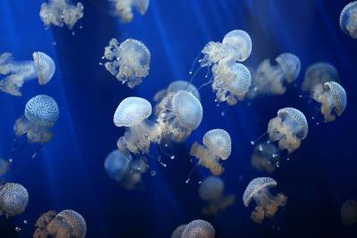 Откуда взялись медузы? - lifehelper.one - Россия - республика Крым