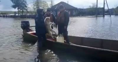 “Трое в лодке, не считая собаки”: щенка спасли из воды после паводка - mur.tv - Краснодарский край