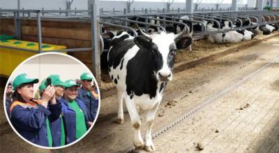 В одном из районов Чувашии построили ферму на 500 дойных коров - mur.tv - Россия - республика Чувашия