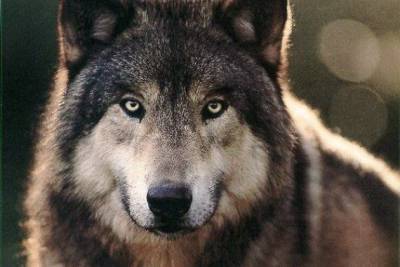 Волчата, лисята и ламы смешанных пород родились в Читинском зоопарке - mur.tv