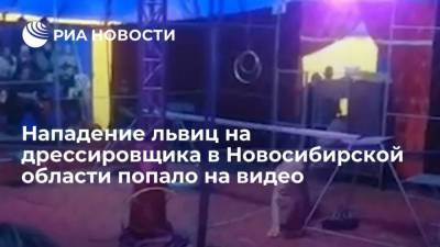 Нападение львиц на дрессировщика в Новосибирской области попало на видео - mur.tv - Новосибирск - Новосибирская обл. - Мошково