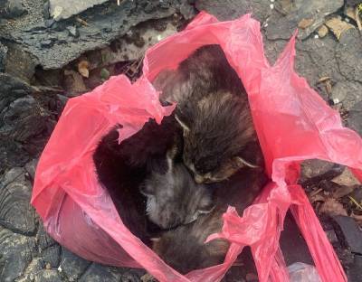 В Смоленске спасли котят, которых выбросили в пакете - mur.tv - Смоленск