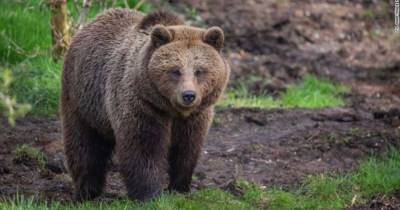 Работники британского зоопарка застрелили двух медведиц, которые сбежали из вольера - mur.tv - Уганда