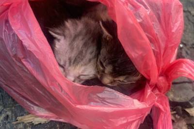 В Смоленске пожилой мужчина выкинул котят в плотно завязанном пакете - mur.tv - Смоленск