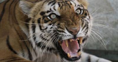 В Индии тигрица убила работника зоопарка - mur.tv - Индия - Черниговская обл.