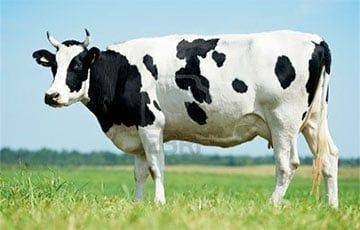 Ученые заявили, что будут кормить коров чесноком - mur.tv - Англия