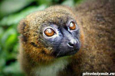 История о редком краснобрюхом лемуре, который появился в зоопарке Британии - mur.tv - Англия - Мадагаскар