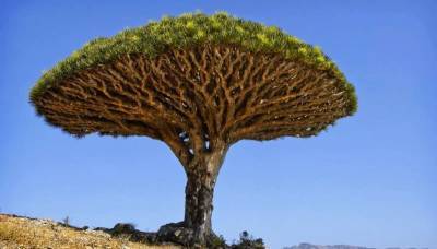 Уникальное ''Драконово дерево'' которое живет тысячи лет » Тут гонева НЕТ! - goneva.net.ua