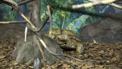 Сухопутных черепах перевезли в летний вольер Московского зоопарка - mur.tv