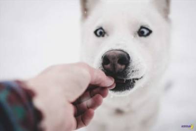 Чем нельзя кормить собак (и почему)? - chert-poberi.ru
