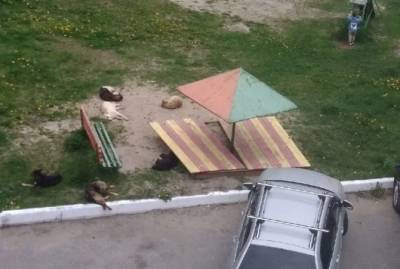 В Брянске стая собак оккупировала детскую площадку во дворе дома - mur.tv - Брянск