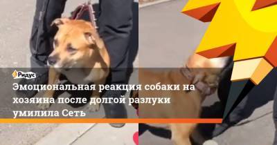 Эмоциональная реакция собаки на хозяина после долгой разлуки умилила Сеть - mur.tv