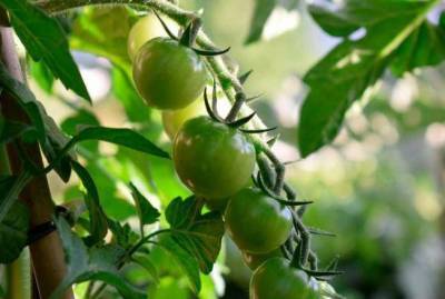 Как вырастить много томатов в «окопе»: ленивый способ - sadogorod.club